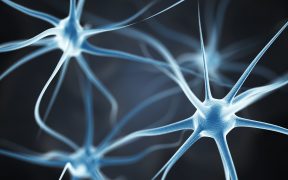 neurony w mózgu