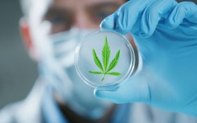 naukowiec trzymający szkło laboratoryjne z liściem konopii