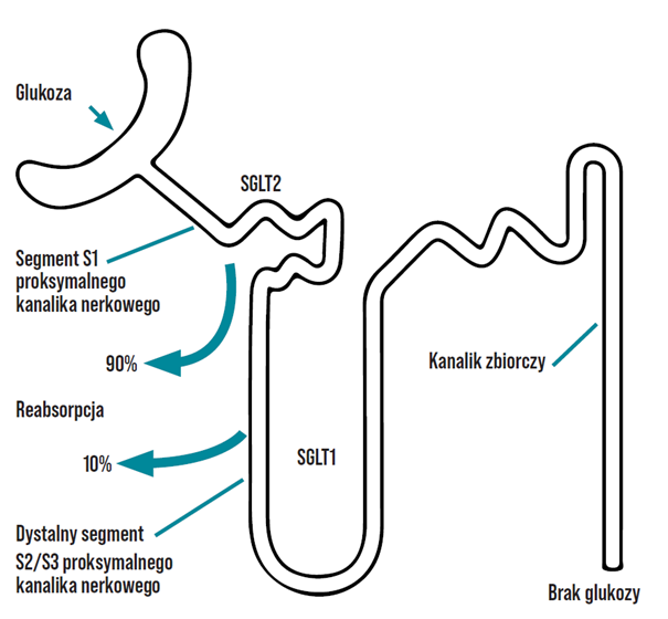 Obraz1 - Inhibitory białek nerkowych jako leki przeciwcukrzycowe i zmniejszające ryzyko sercowo-naczyniowe